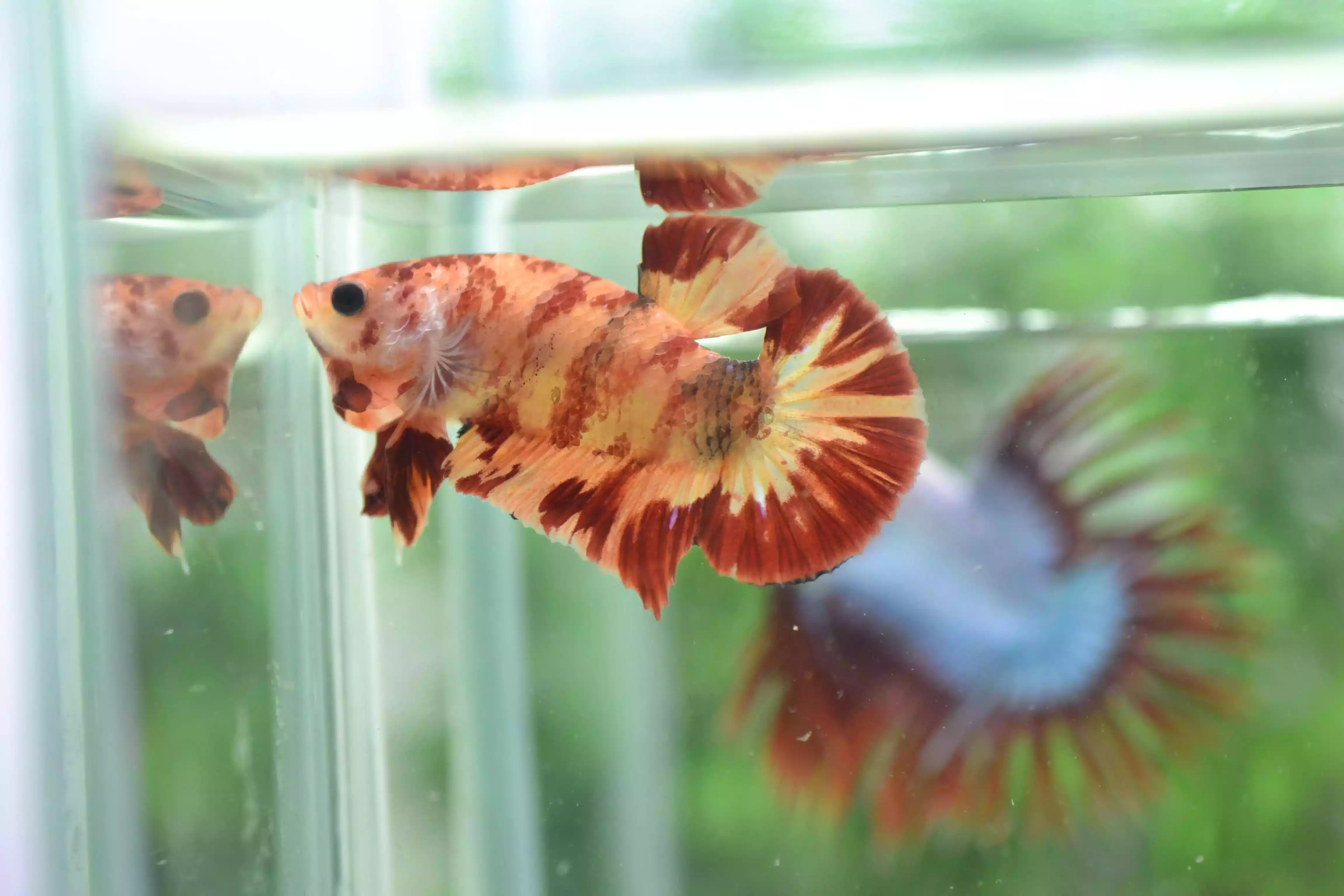 Ikan Cupang Nemo